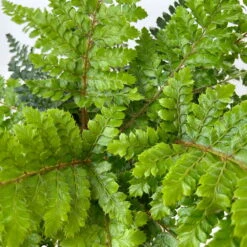 Japanischer Schildfarn, Topf-Ø 17 Cm, 2er-Set -Bestes Gartengeräte Geschäft 0319200160 polystichum polyblepharum 11 125048