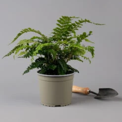 Japanischer Schildfarn, Topf-Ø 17 Cm, 2er-Set -Bestes Gartengeräte Geschäft 0319200160 polystichum polyblepharum f 126033