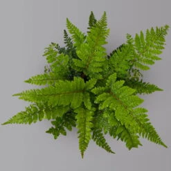 Japanischer Schildfarn, Topf-Ø 17 Cm, 2er-Set -Bestes Gartengeräte Geschäft 0319200160 polystichum polyblepharum 125899