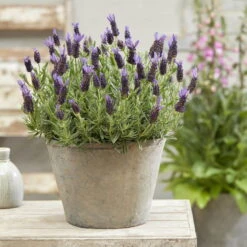 Lavendel 'Purple Flag' Violett, Topf-Ø 17 Cm, 2er-Set 13 Lavendel 'Purple Flag' Violett, Topf-Ø 17 Cm, 2er-Set -Bestes Gartengeräte Geschäft 0320500671 Lavandula Lamorosia Purple Flag 19cm Topf Woud2 70211