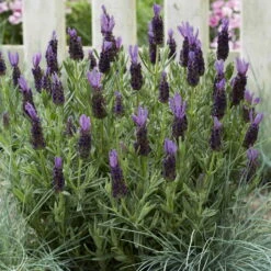 Lavendel 'Purple Flag' Violett, Topf-Ø 17 Cm, 2er-Set 12 Lavendel 'Purple Flag' Violett, Topf-Ø 17 Cm, 2er-Set -Bestes Gartengeräte Geschäft 0320500671 Lavandula Lamorosia Purple Flag 19cm Topf Woud4 70209
