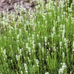 Lavendel 'Alba' Weiß, Topf-Ø 13 Cm, 3er-Set -Bestes Gartengeräte Geschäft 0320500717 Lavandula angustifolia weiss NR 13cm Topf 3er Set WEB1 70216