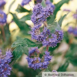 Bartblume 'Grand Bleu'® Dunkelviolettblau, Topf-Inhalt 5 Liter -Bestes Gartengeräte Geschäft 0410110266 Caryopteris Grand Blue 1 87691
