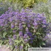 Bartblume 'Grand Bleu'® Dunkelviolettblau, Topf-Inhalt 5 Liter