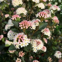Kleinblättrige Rote Blasenspiere 'Tiny Wine'®, Höhe 30-40 Cm, Topf 5 Liter