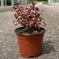 Spiegelbusch Buntlaubig, Topf-Ø 12 Cm, 3er-Set -Bestes Gartengeräte Geschäft 0410113024 Coprosma Red Ruby 3er Set 12er Topf 7 125425
