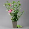 Garten-Hibiskus 'Woodbridge', Purpurrosa Bis Purpurrot, 40-60 Cm Hoch, Topf 5 L