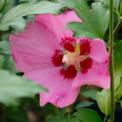 Garten-Hibiskus 'Woodbridge', Purpurrosa Bis Purpurrot, 40-60 Cm Hoch, Topf 5 L -Bestes Gartengeräte Geschäft 0410900254 Hibiscus Woodbridge purpurrot 5 113954
