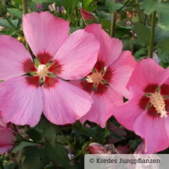 Garten-Hibiskus 'Woodbridge', Purpurrosa Bis Purpurrot, 40-60 Cm Hoch, Topf 5 L -Bestes Gartengeräte Geschäft 0410900254 Koelle Hibiscus Woodbridge blaurot 76690