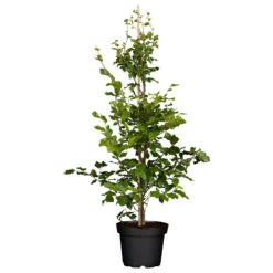 Rotbuche (Fagus Sylvatica), 30er-Set, Höhe 80-100 Cm, Topf 5 L -Bestes Gartengeräte Geschäft 0410940081 Fagus sylvatica2 85603