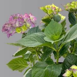 Öfterblühende Gartenhortensie Forever&Ever® Blau, 5 Liter Topf -Bestes Gartengeräte Geschäft 0415200002 hydrangea forever ever blau 4 1 125098