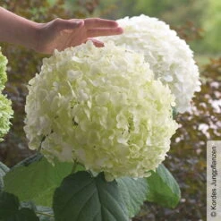 Schneeballhortensie 'Strong Annabelle'®, Weiß, 3er-Set, Höhe 40-60 Cm, Topf 5 L -Bestes Gartengeräte Geschäft 0415300089 Hydrangea arb Strong Annabelle 1 93918