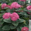 Rosarote Schneeballhortensie 'Ruby Annabelle'®, Rosarot, 3er-Set, Topf 5 Liter