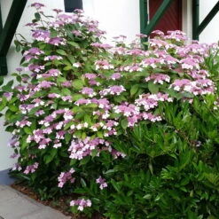 Japanische Berg-Hortensien 'Blue Deckle' & 'Blue Bird', 2er-Set, Topf 4 Liter -Bestes Gartengeräte Geschäft 0415500167 Hydrangea serrata Blue Deckle Blue Bird 2 104398