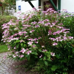 Japanische Berg-Hortensien 'Blue Deckle' & 'Blue Bird', 2er-Set, Topf 4 Liter -Bestes Gartengeräte Geschäft 0415500167 Hydrangea serrata Blue Deckle Blue Bird 3 104399