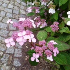 Japanische Berg-Hortensien 'Blue Deckle' & 'Blue Bird', 2er-Set, Topf 4 Liter -Bestes Gartengeräte Geschäft 0415500167 Hydrangea serrata Blue Deckle Blue Bird 4 104400