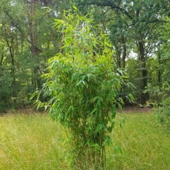 Elfenbein-Bambus 'Ivory Ibis'® (Japo 55' EU-S), 10er-Set, Höhe 100-125 Cm -Bestes Gartengeräte Geschäft 0425100383 0425100384 Fargesia Ivory Ibis 080100 WEB 2 94511