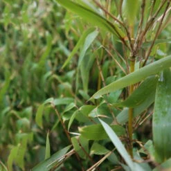 Elfenbein-Bambus 'Ivory Ibis'® (Japo 55' EU-S), 10er-Set, Höhe 100-125 Cm -Bestes Gartengeräte Geschäft 0425100383 0425100384 Fargesia Ivory Ibis 080100 WEB 4 94514