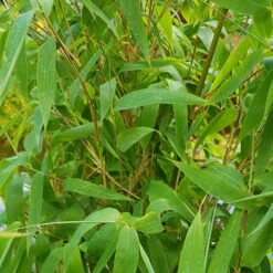 Elfenbein-Bambus 'Ivory Ibis'® (Japo 55' EU-S), 10er-Set, Höhe 100-125 Cm -Bestes Gartengeräte Geschäft 0425100383 0425100384 Fargesia Ivory Ibis 080100 WEB 6 94512