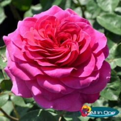 Duftende Edelrose 'Laudatio'®, Purpur Bis Pinkviolett, Topf 6 Liter