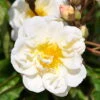 Ramblerrose 'Lykkefund', Rahmweiß, Topf 6 Liter