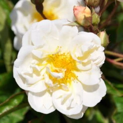 Ramblerrose 'Lykkefund', Rahmweiß, Topf 6 Liter