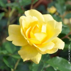 Stammrose 'Westart®', Beetrose, Stammhöhe 60cm Im 7,5 Liter Topf -Bestes Gartengeräte Geschäft 0460200714 Beetrose Westart RGB Copyright NEU 42090