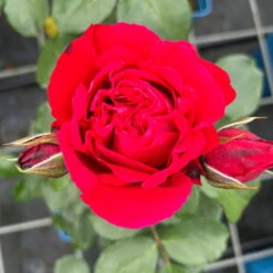 Duftende Strauchrose 'Elbjuwel'® (Meiprehmyr), Karminrot, Topf 6 Liter -Bestes Gartengeräte Geschäft 0460500424 Elbjuwel Strauchrose karminrot 2 126481