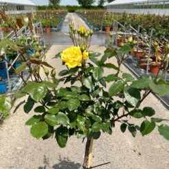 Stammrose 'Westart®', Beetrose, Stammhöhe 60cm Im 7,5 Liter Topf -Bestes Gartengeräte Geschäft 0460800603 Westart Halbstamm gelb 2 126512