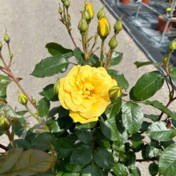 Stammrose 'Westart®', Beetrose, Stammhöhe 60cm Im 7,5 Liter Topf -Bestes Gartengeräte Geschäft 0460800603 Westart Halbstamm gelb 3 126511