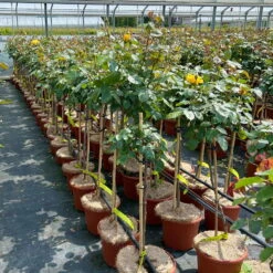 Stammrose 'Westart®', Beetrose, Stammhöhe 60cm Im 7,5 Liter Topf -Bestes Gartengeräte Geschäft 0460800603 Westart Halbstamm gelb 4 126513