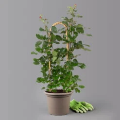 Duftende Edelrose 'Charisma'® Magentarot, Doppelbogen, Topf 7,5 Liter -Bestes Gartengeräte Geschäft 0460851081 charisma 1 125111