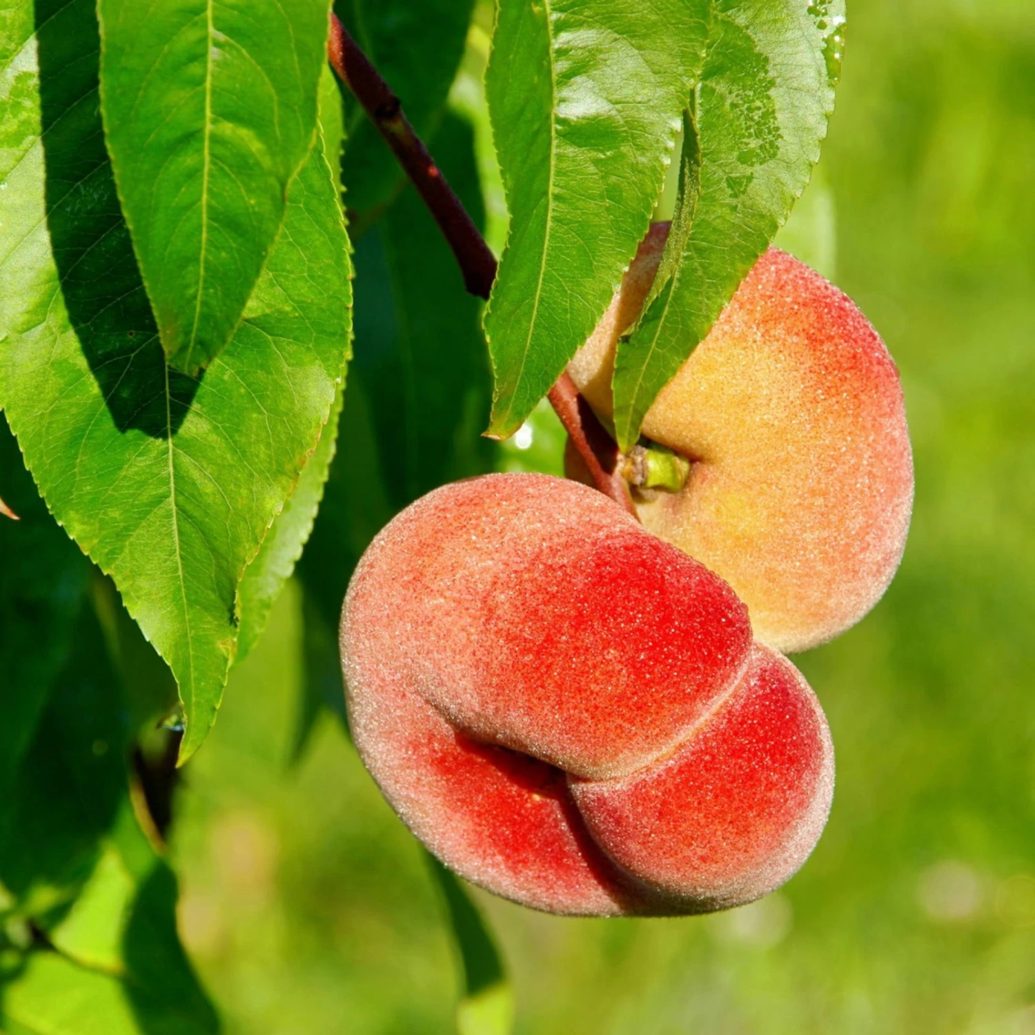 Kölle Bio Tellernektarine, Topf 10 Liter 1 Kölle Bio Tellernektarine, Topf 10 Liter