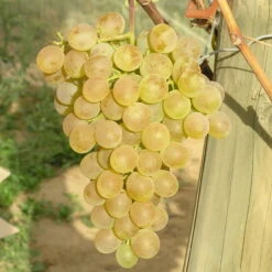 Tafeltraube 'Fanny®' -Bestes Gartengeräte Geschäft 0480930125 Koelles Beste Tafeltraube Fanny weiss RGB 7007