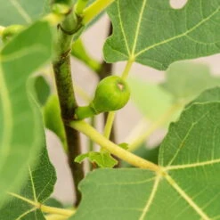 Feige 'Firoma'®, 2er-Set, Höhe 60-80 Cm, Topf 7 Liter -Bestes Gartengeräte Geschäft 0480940150 Ficus carica Firoma 2er Set 1 99282