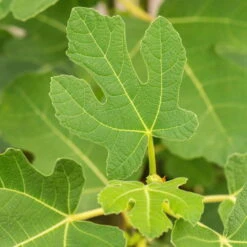 Feige 'Firoma'®, 2er-Set, Höhe 60-80 Cm, Topf 7 Liter -Bestes Gartengeräte Geschäft 0480940150 Ficus carica Firoma 2er Set 2 99281