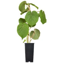 Grünfruchtige Kiwi 'Hayward', 2er-Set, Topf 15 Cm Ø -Bestes Gartengeräte Geschäft 0480960140 0480960141 0480960142 Golden Kiwi Altas 87663