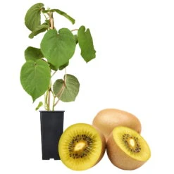 Gelbfruchtige Kiwi 'Golden Kiwi', 2er-Set, Topf 15 Cm Ø -Bestes Gartengeräte Geschäft 0480960140 Golden Kiwi Set inkl Befruchtersorte neu 88604