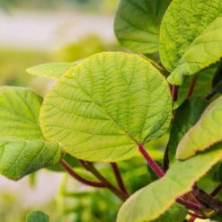 Grünfruchtige Kiwi 'Hayward', 2er-Set, Topf 15 Cm Ø -Bestes Gartengeräte Geschäft 0480960141 0480960142 Hayward 87665