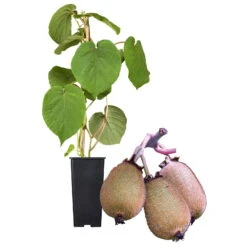 Grünfruchtige Kiwi 'Hayward', 2er-Set, Topf 15 Cm Ø -Bestes Gartengeräte Geschäft 0480960141 Kiwi Hayward Set inkl Befruchtersorte neu 88605