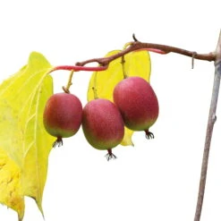 Weibliche Minikiwi 'Ken's Red', 2er-Set, Topf 15 Cm Ø -Bestes Gartengeräte Geschäft 0480960143 Mini Kiwi Kens Red 4er Set 88167