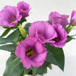 Lisianthus Rosa, Topf-Ø 10,5 Cm, 8er-Set -Bestes Gartengeräte Geschäft 0610103641 0610103643 Lisianthus rosa 6er Set 3 111924