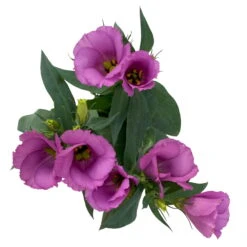 Lisianthus Rosa, Topf-Ø 10,5 Cm, 8er-Set -Bestes Gartengeräte Geschäft 0610103641 0610103643 Lisianthus rosa 6er Set 4 111939