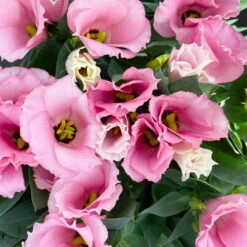 Lisianthus Rosa, Topf-Ø 10,5 Cm, 8er-Set -Bestes Gartengeräte Geschäft 0610103643 Lisianthus rosa 8er Set 10 114020