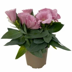 Lisianthus Rosa, Topf-Ø 10,5 Cm, 8er-Set -Bestes Gartengeräte Geschäft 0610103643 Lisianthus rosa 8er Set 2 114076