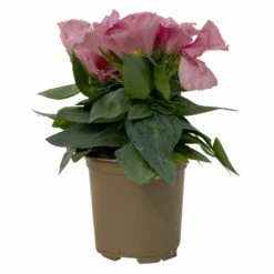 Lisianthus Rosa, Topf-Ø 10,5 Cm, 8er-Set -Bestes Gartengeräte Geschäft 0610103643 Lisianthus rosa 8er Set 3 114075