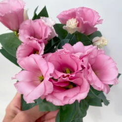 Lisianthus Rosa, Topf-Ø 10,5 Cm, 8er-Set -Bestes Gartengeräte Geschäft 0610103643 Lisianthus rosa 8er Set 7 114021