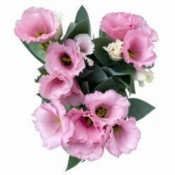 Lisianthus Rosa, Topf-Ø 10,5 Cm, 8er-Set -Bestes Gartengeräte Geschäft 0610103643 Lisianthus rosa 8er Set 8 114077
