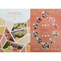 Kalanchoe 'Mozaic', Wechselfarbig, Topf-Ø 12 Cm, Höhe Ca. 22 Cm, 6er-Set -Bestes Gartengeräte Geschäft 0610103650 Outdoor Kalanchoe Mozaic wechselfarbig 6er Set 12 113797