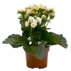 Kalanchoe 'Mozaic', Wechselfarbig, Topf-Ø 12 Cm, Höhe Ca. 22 Cm, 6er-Set -Bestes Gartengeräte Geschäft 0610103650 Outdoor Kalanchoe Mozaic wechselfarbig 6er Set 2 113821
